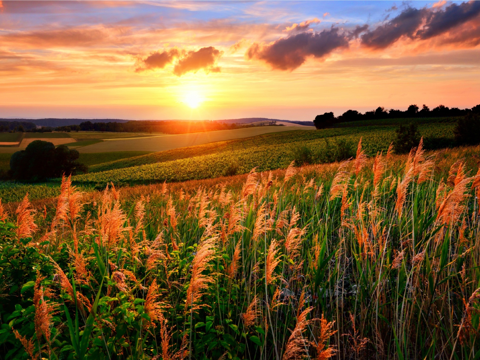 Колосья в поле под яркими лучами летнего солнца