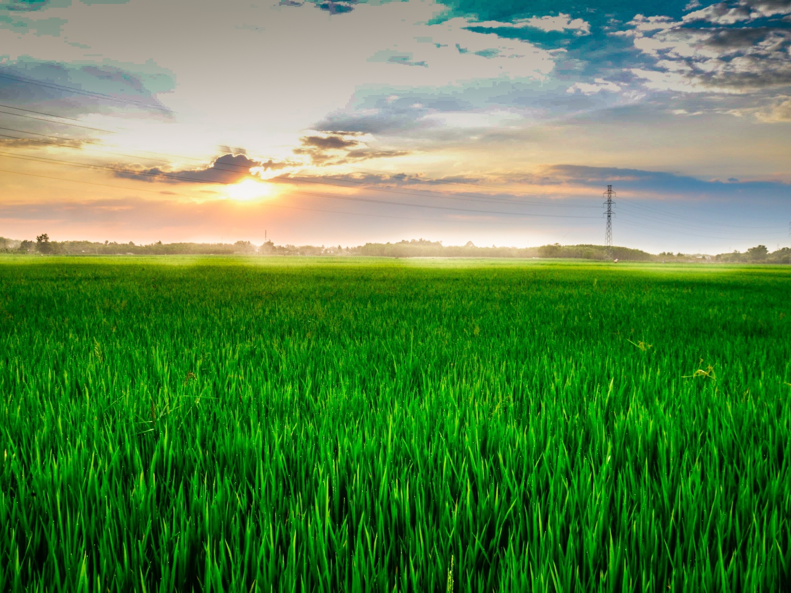 Восход летнего солнца над полем с зеленой пшеницей