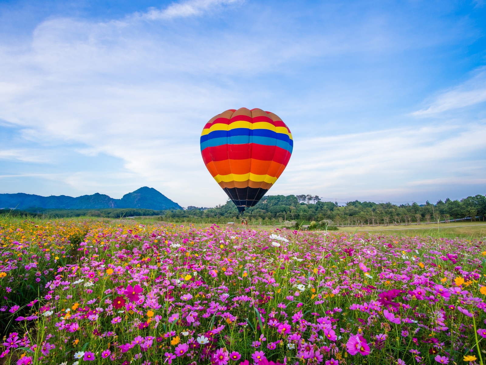 Воздушный шар над полем цветущей космеи под голубым небом