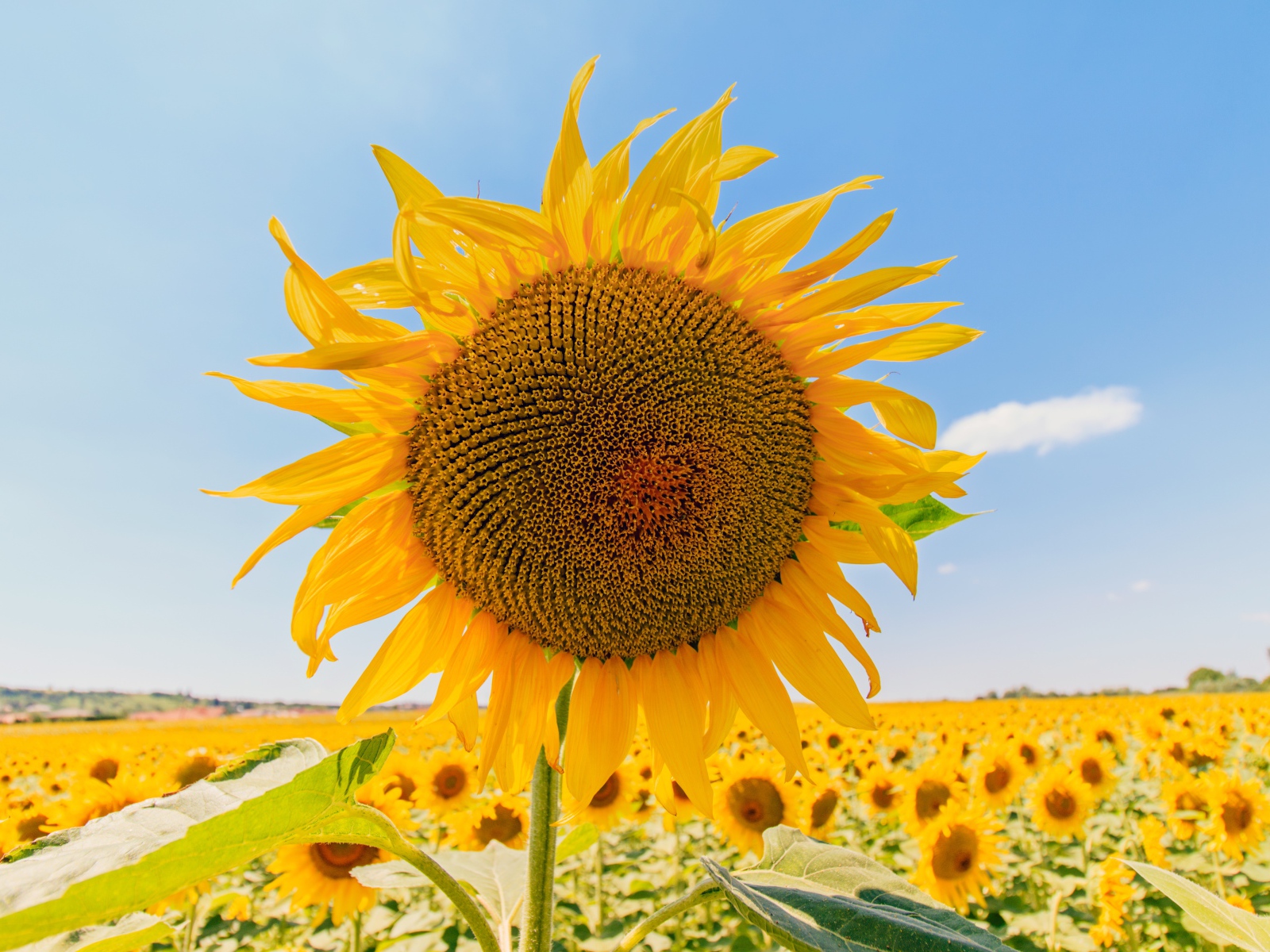 Цветущий подсолнух под голубым небом
