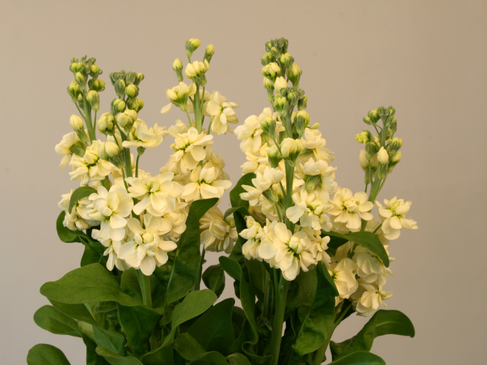 Букет белых цветов левкой 