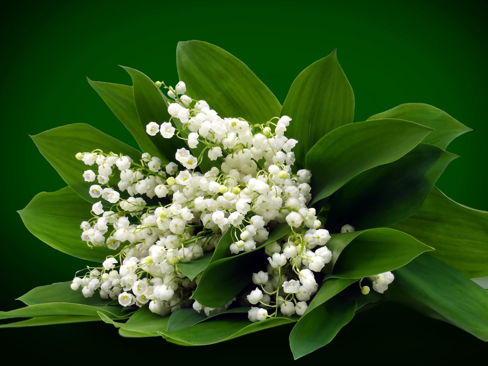 Букет белых ландышей на зеленом фоне