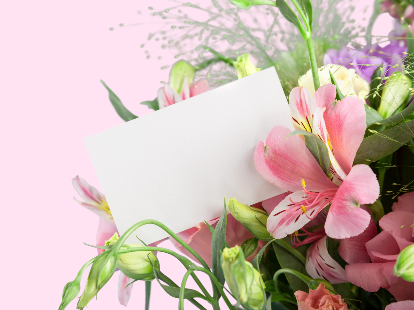 Альстрёмерия с белым листом бумаги, шаблон для открытки