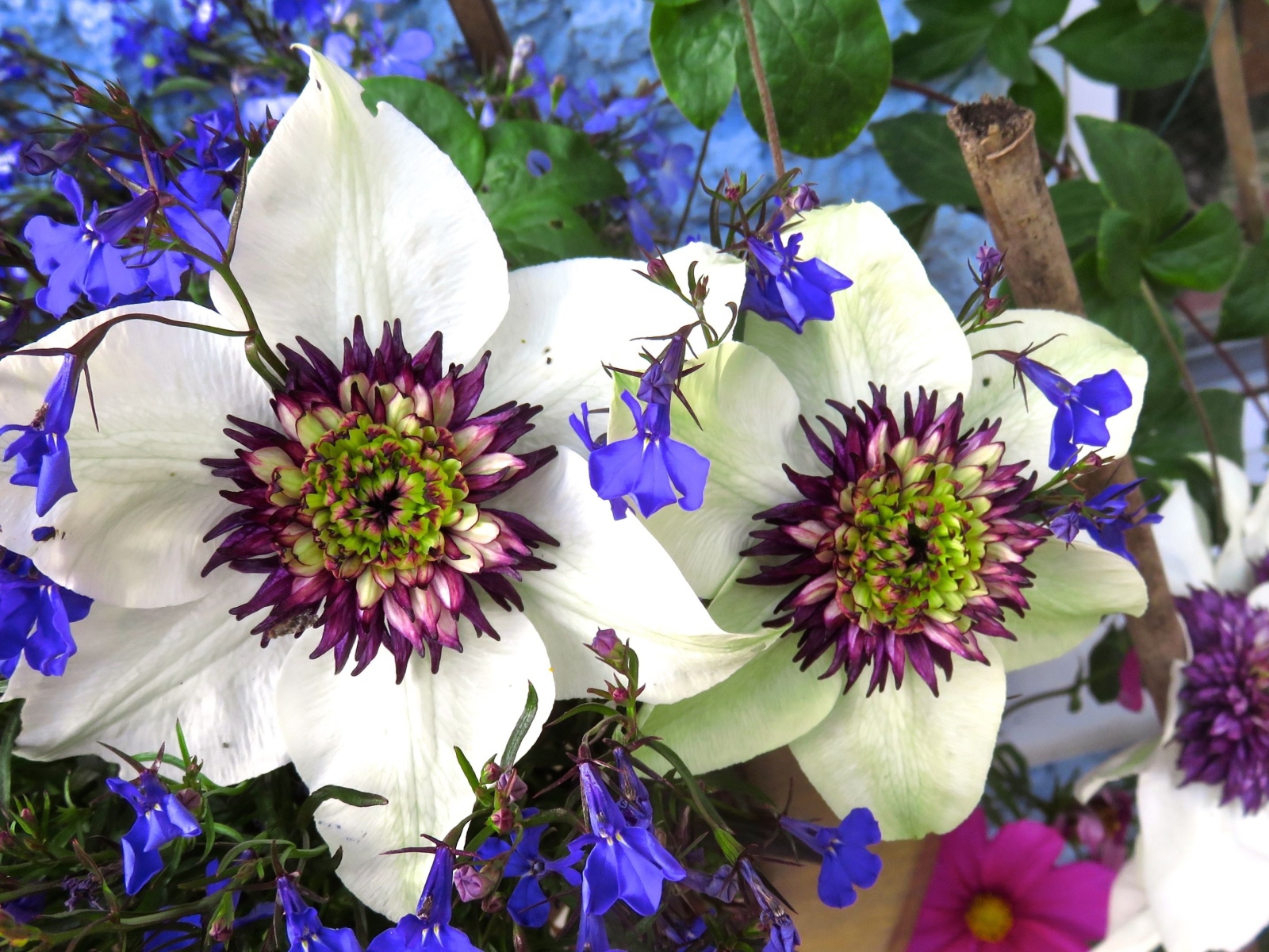 Красивые цветы клематисы с голубыми полевыми цветами