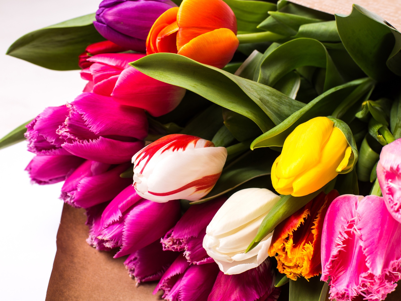 Красивый букет разноцветных тюльпанов крупных планом