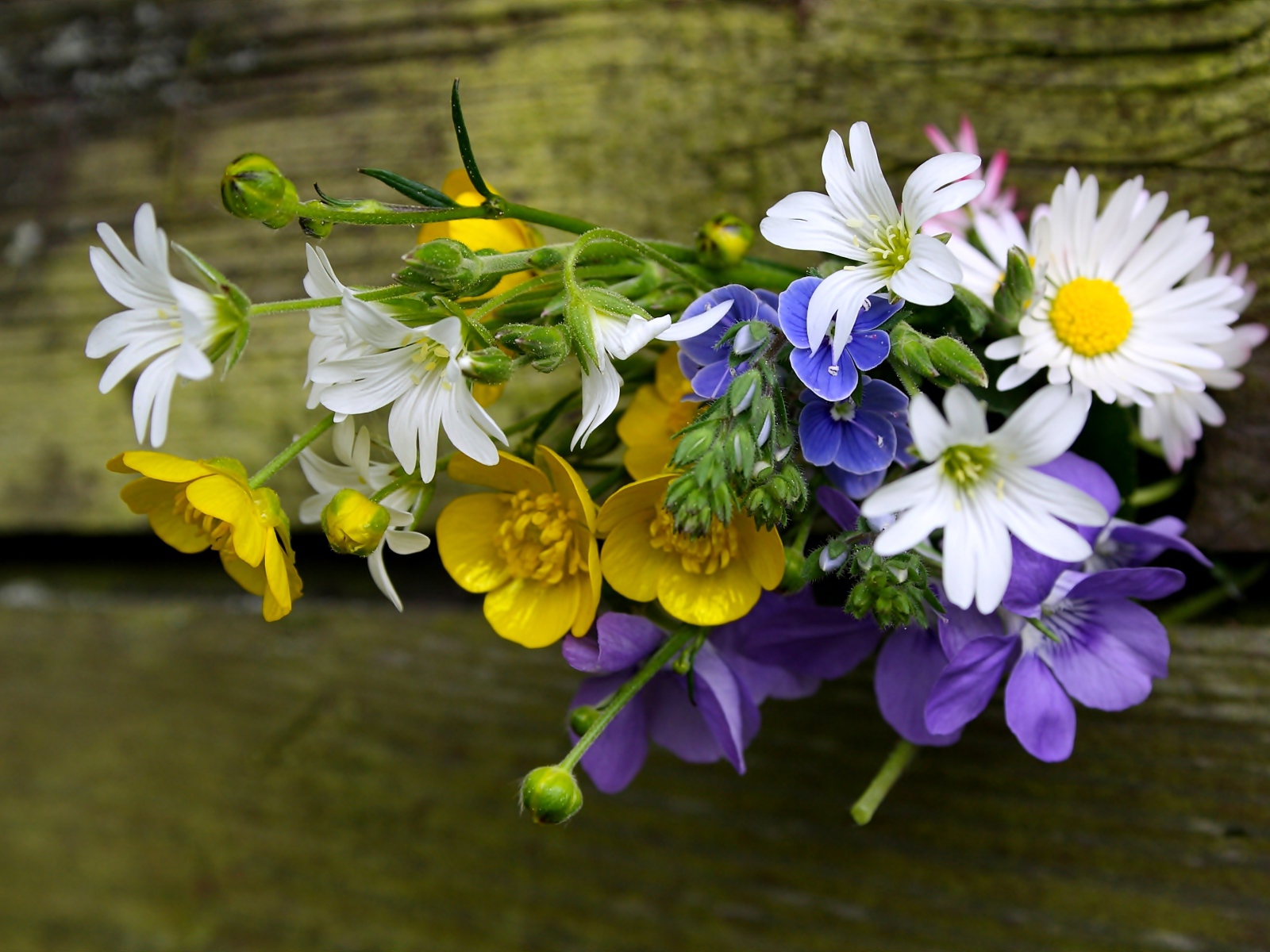 Красивый букет полевых цветов