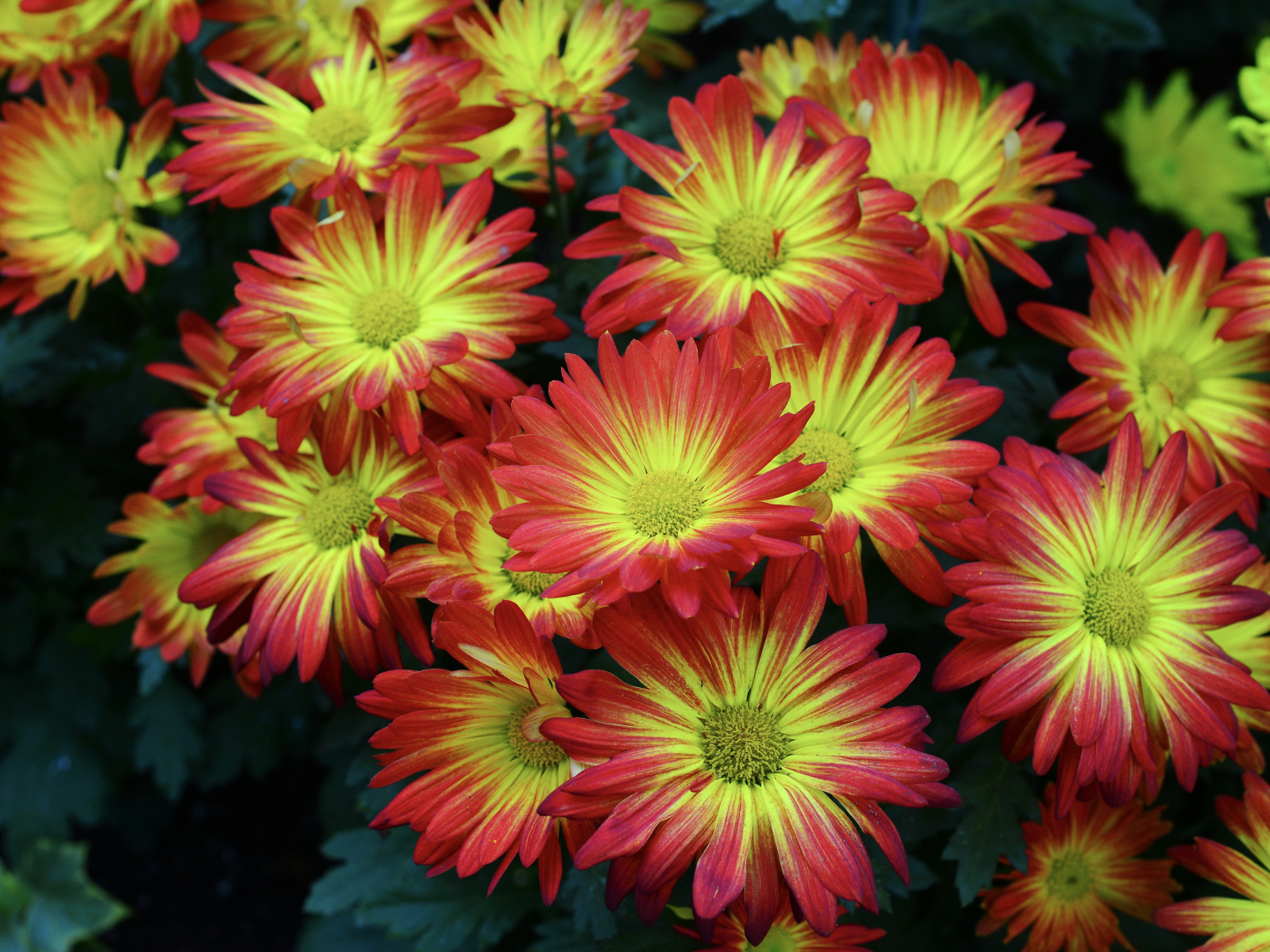 Красивые яркие осенние цветы хризантемы