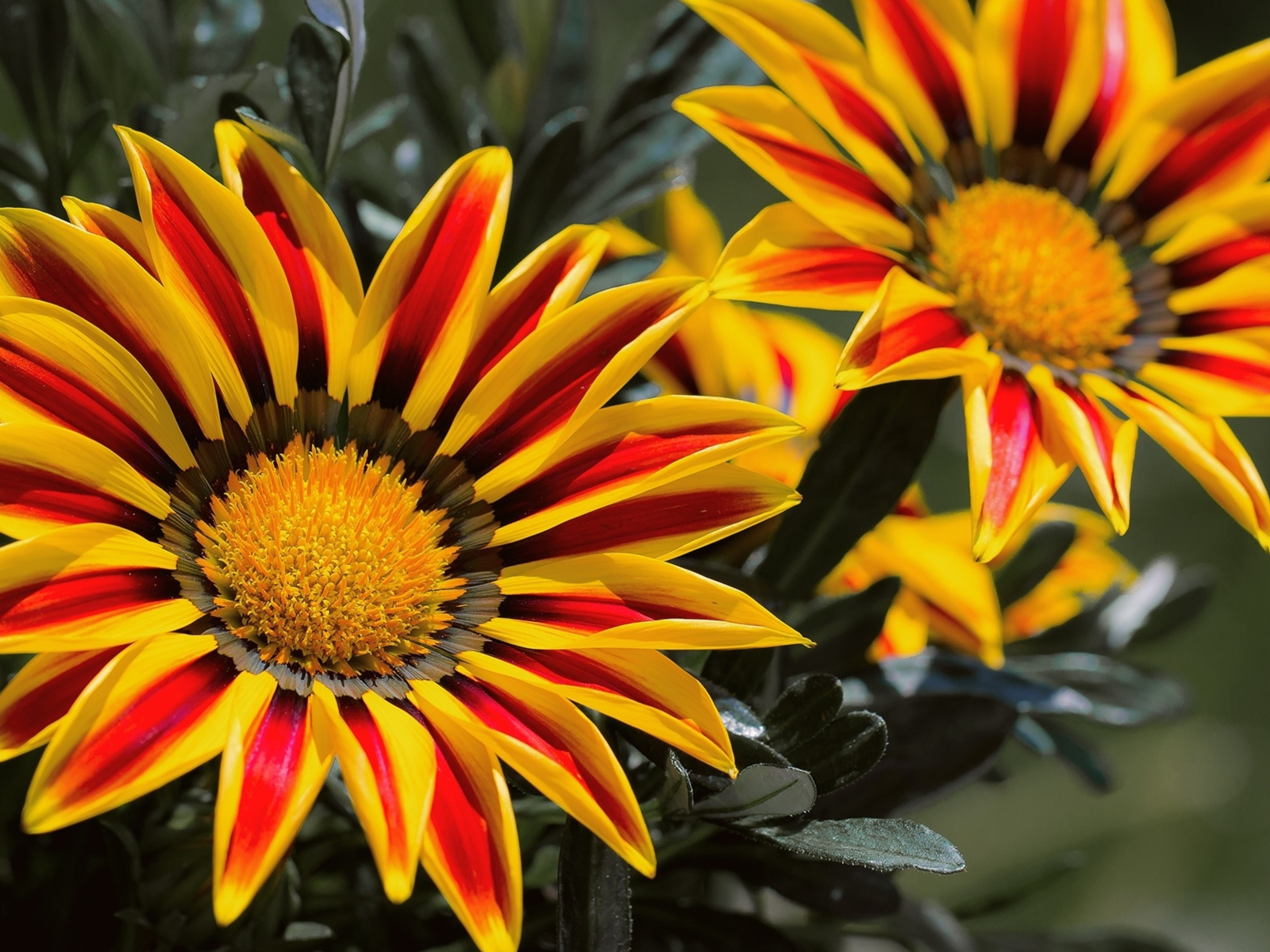 Красивые яркие цветы газания