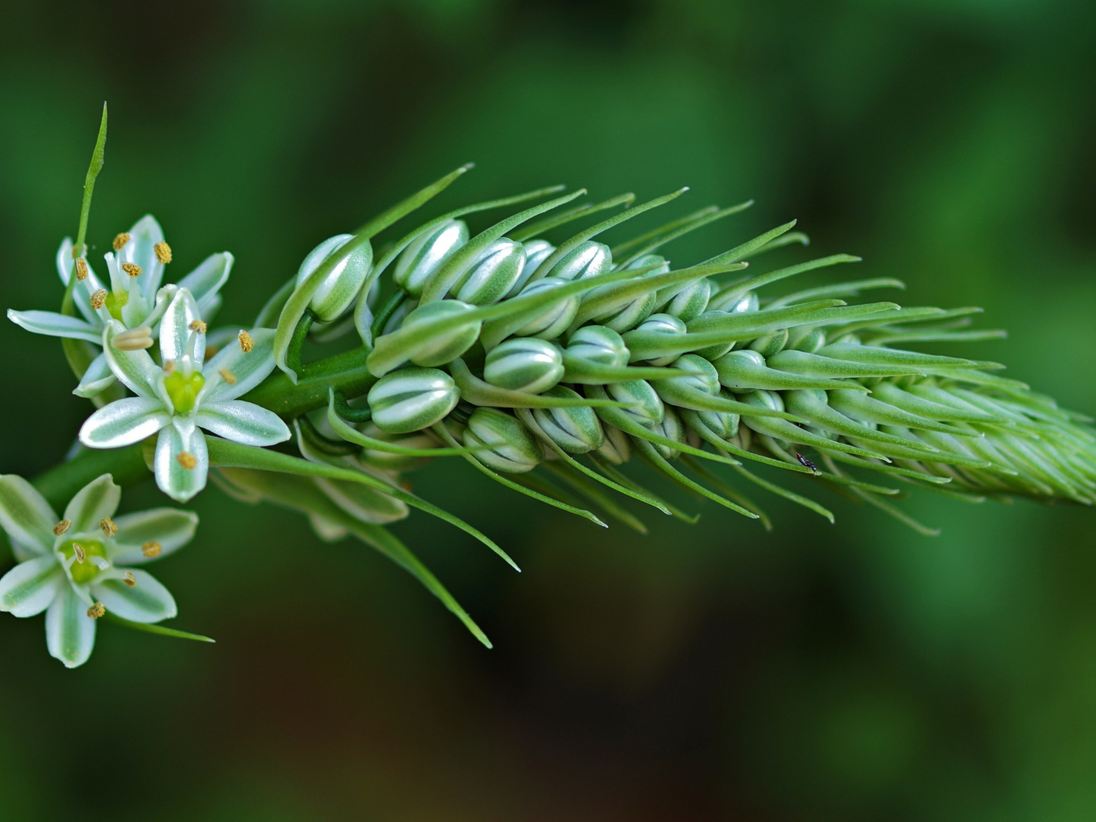 Красивый цветок птицемлечник на зеленом фоне крупным планом