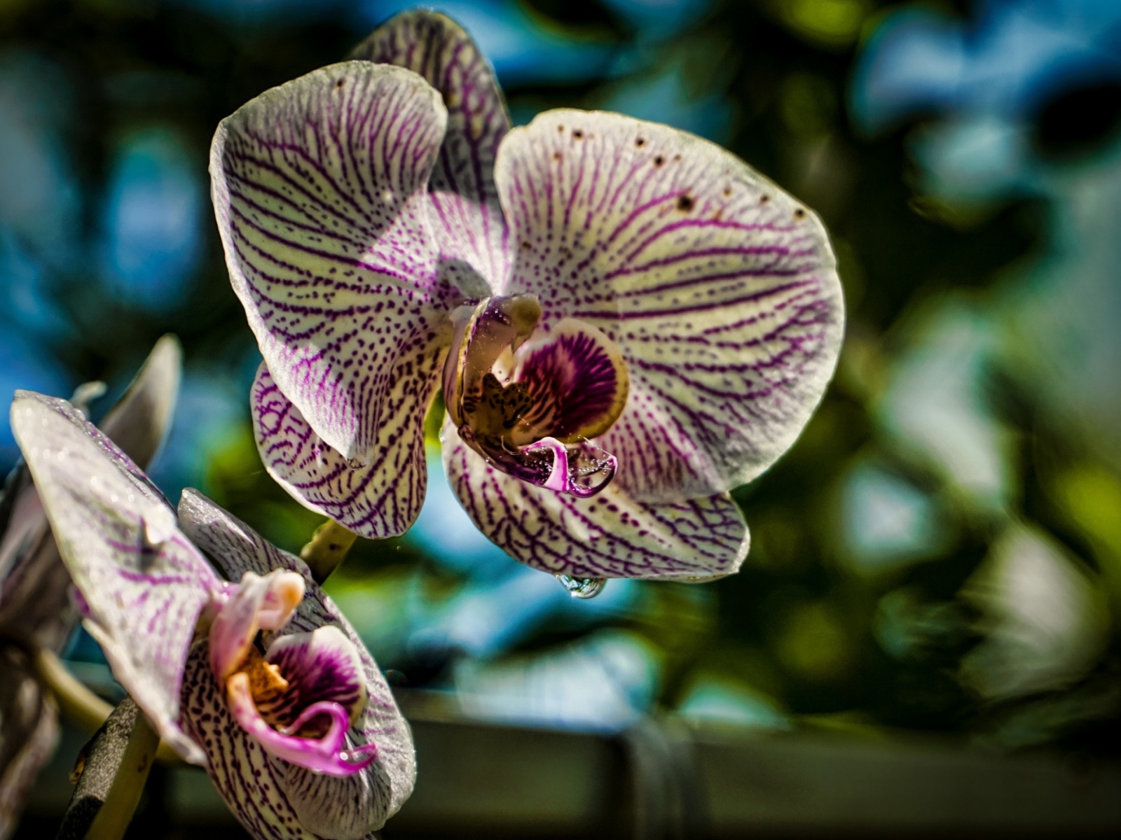 Красивые цветы экзотической орхидеи 