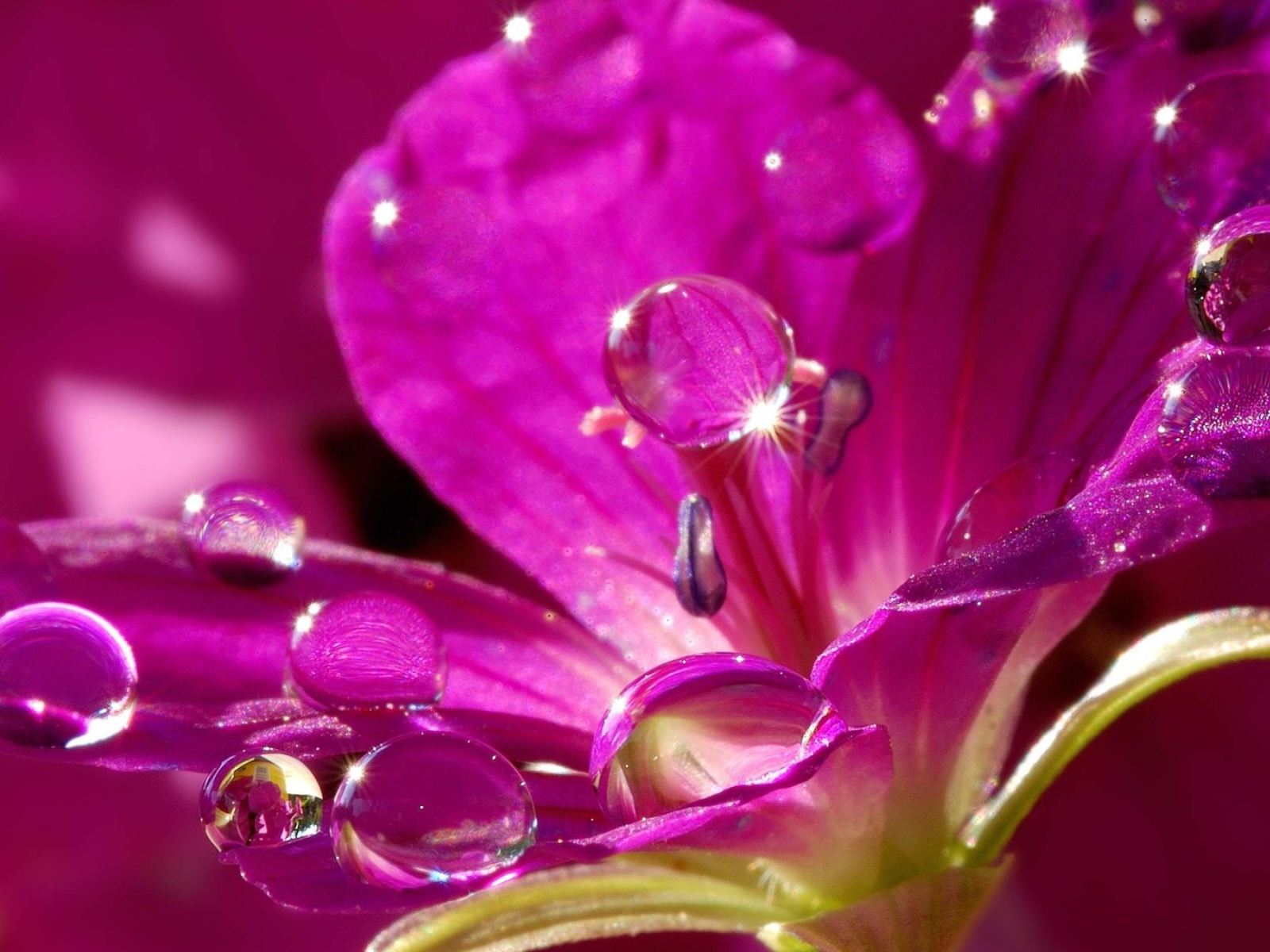 Красивый нежный сиреневый цветок в каплях воды