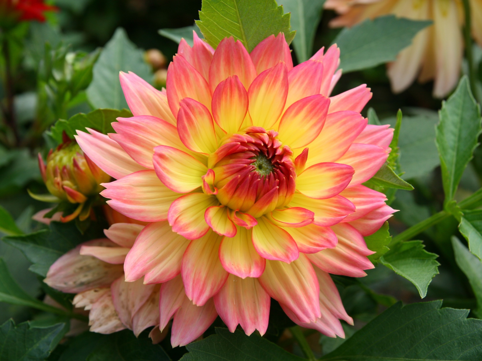 Красивый нежно розовый с желтым цветок георгина