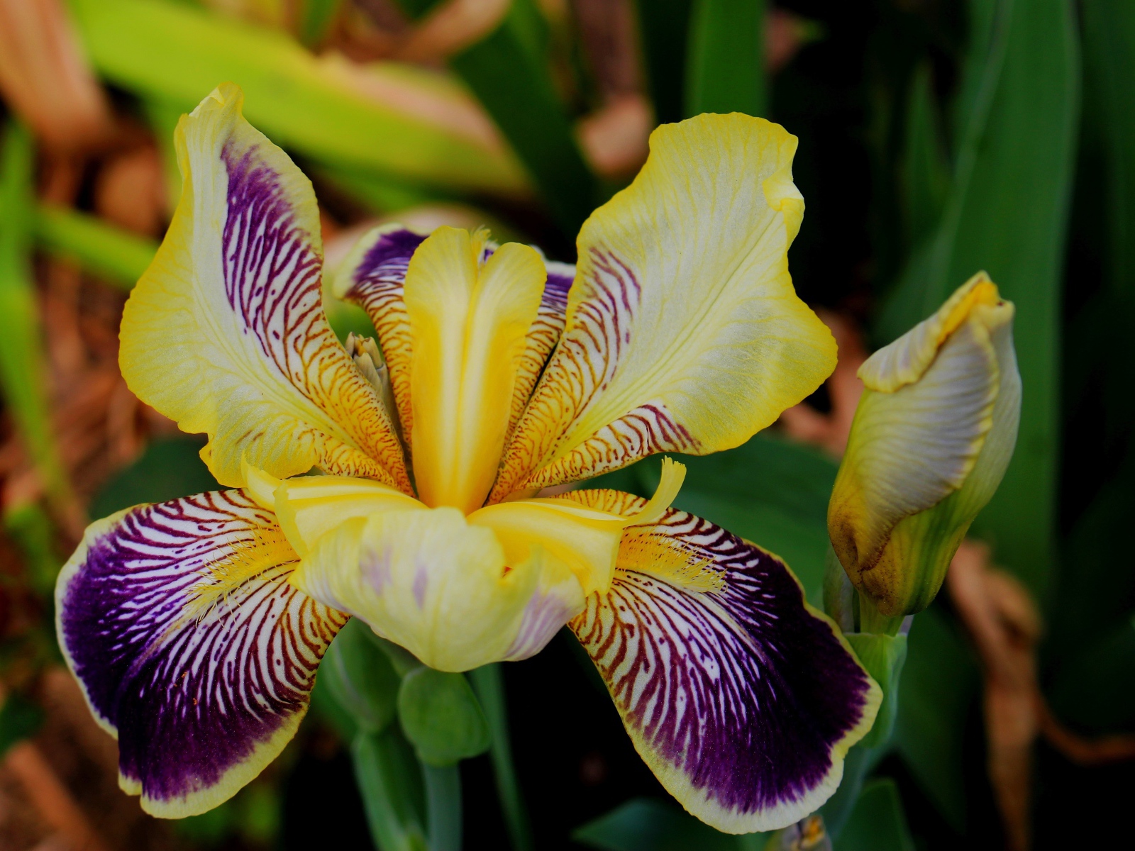 Красивый цветок ириса крупным планом