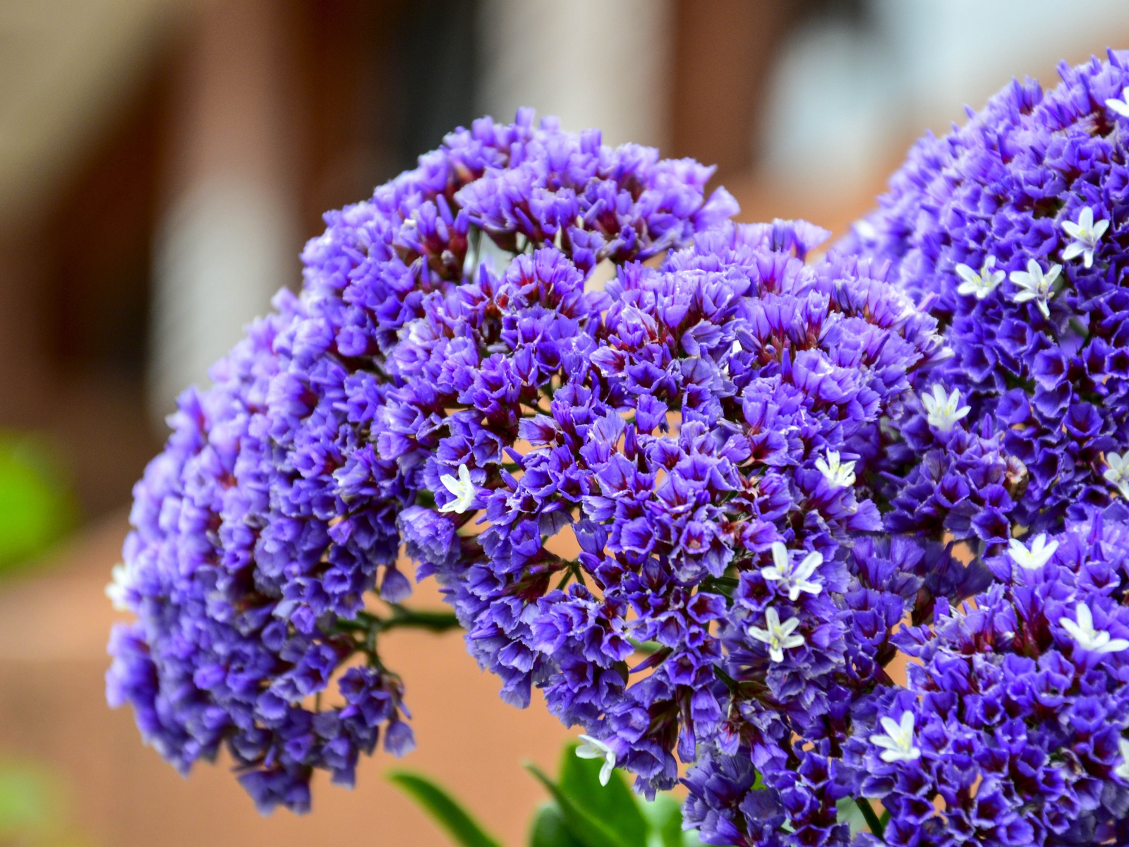 Красивые сиреневые цветы крупным планом