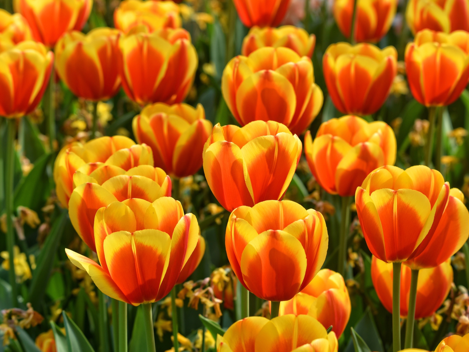 Красивые оранжевые тюльпаны крупным планом 