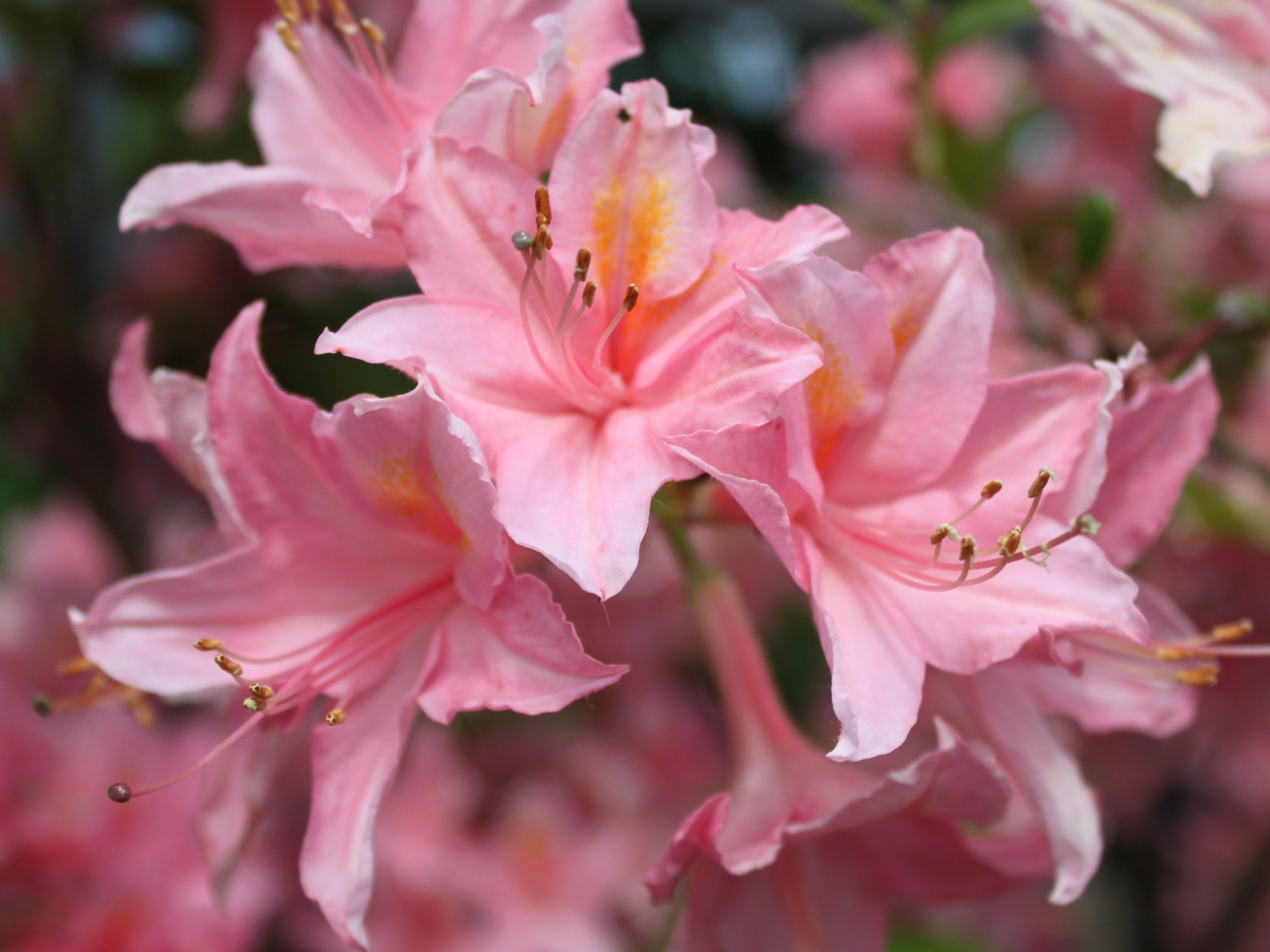 Красивые розовые цветы альстрёмерия 