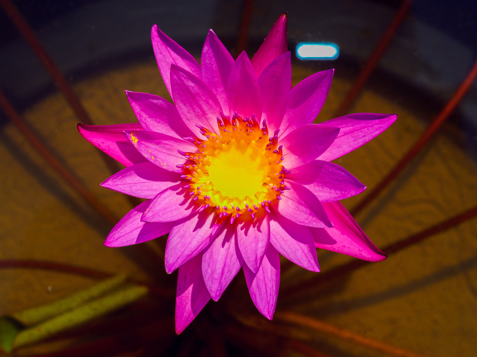 Красивый розовый цветок лотоса крупным планом