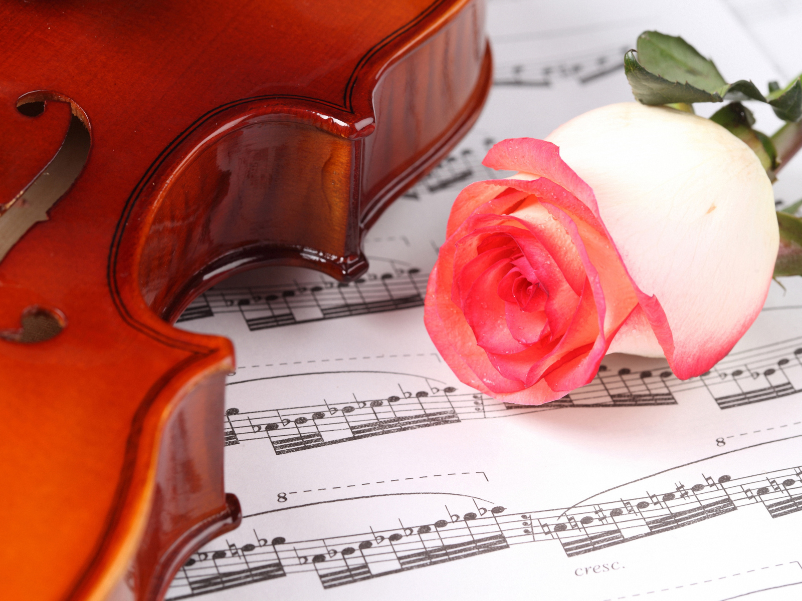 Красивая розовая роза на нотах со скрипкой