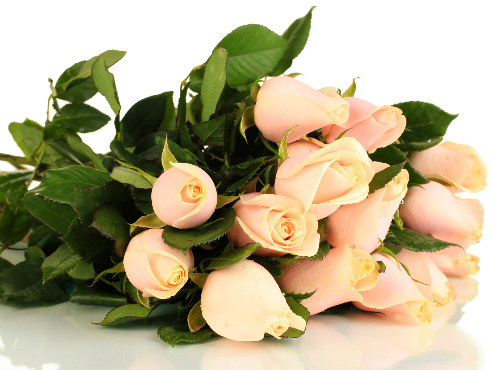 Красивые розовые розы с зелеными листьями на белом фоне