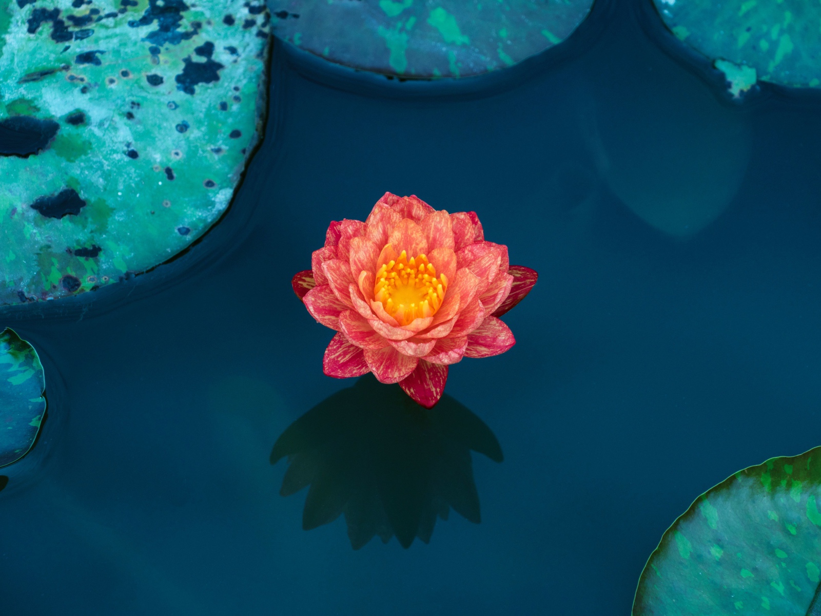 Красивый розовый цветок водяной лилии в воде