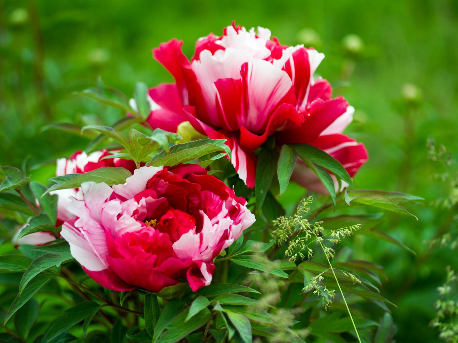 Красивые розовые с белым пионы 