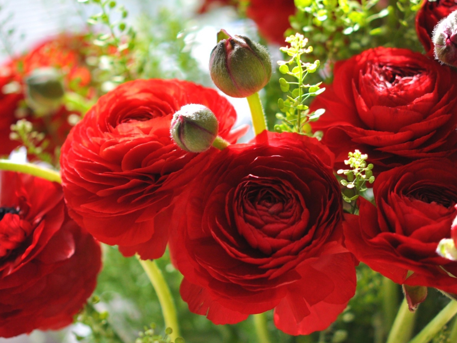 Красивые красные лютики крупным планом 