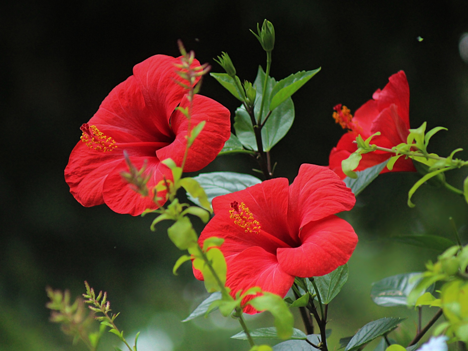 Красивые красные цветы гибискуса с зелеными листьями