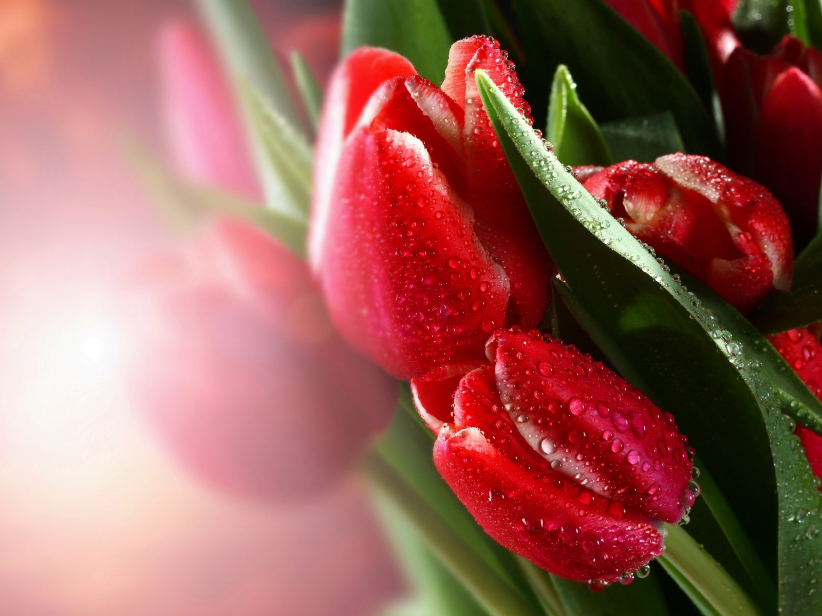 Красивые красные тюльпаны с каплях воды