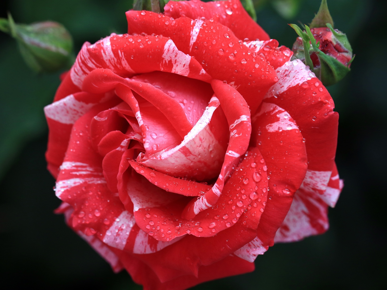 Красивая необычная роза с бутоном в каплях росы