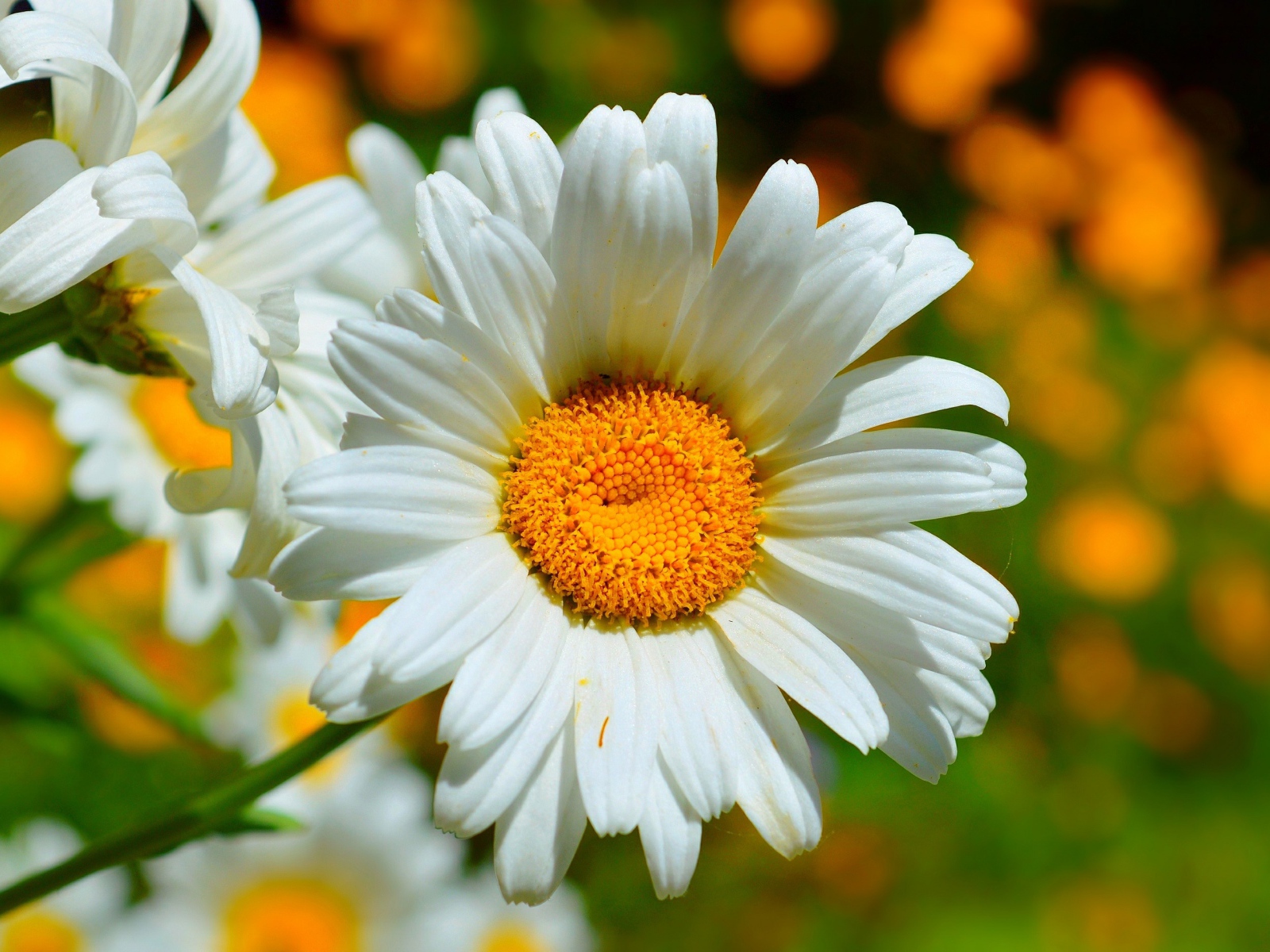 Красивые белые ромашки в лучах солнца