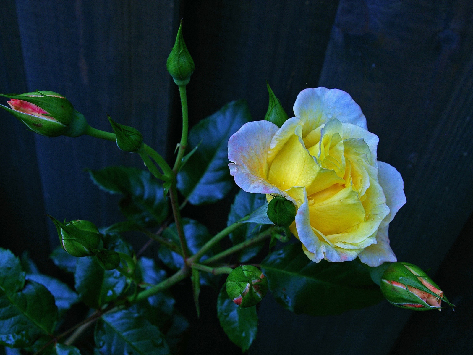 Красивая желтая роза с бутонами у забора 