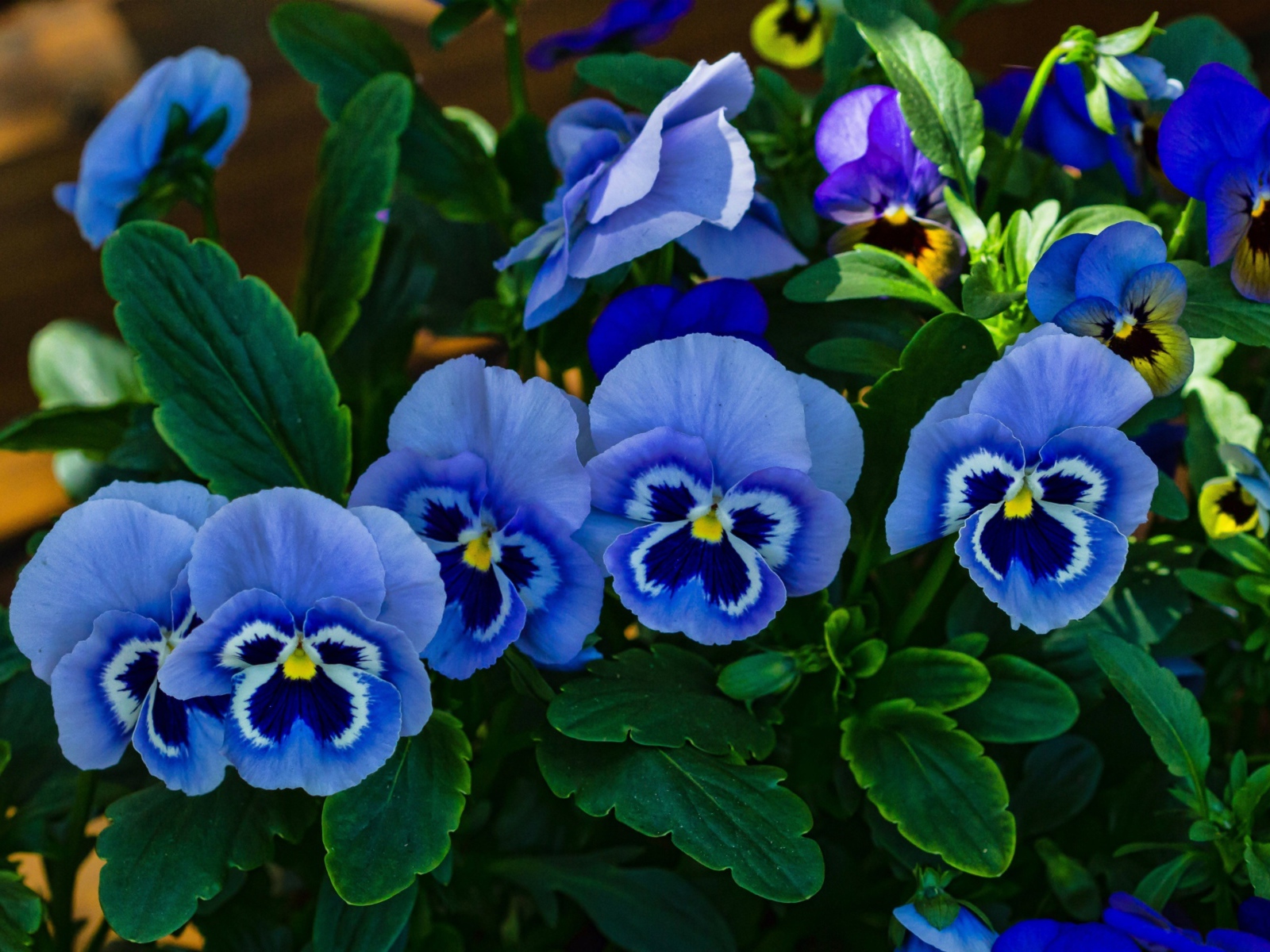 Голубые красивые цветы анютины глазки