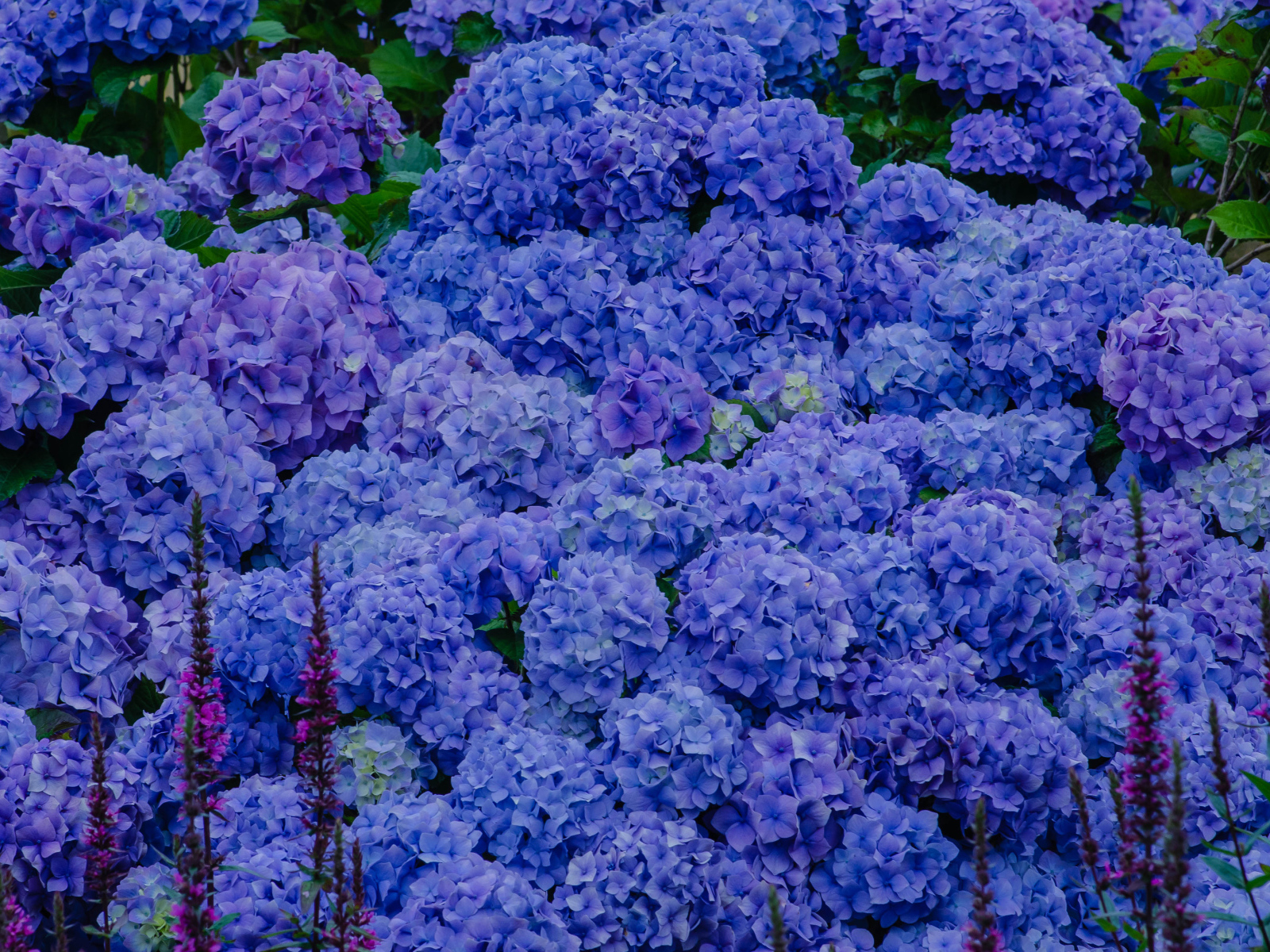 Синие цветы гортензии в оранжерее 