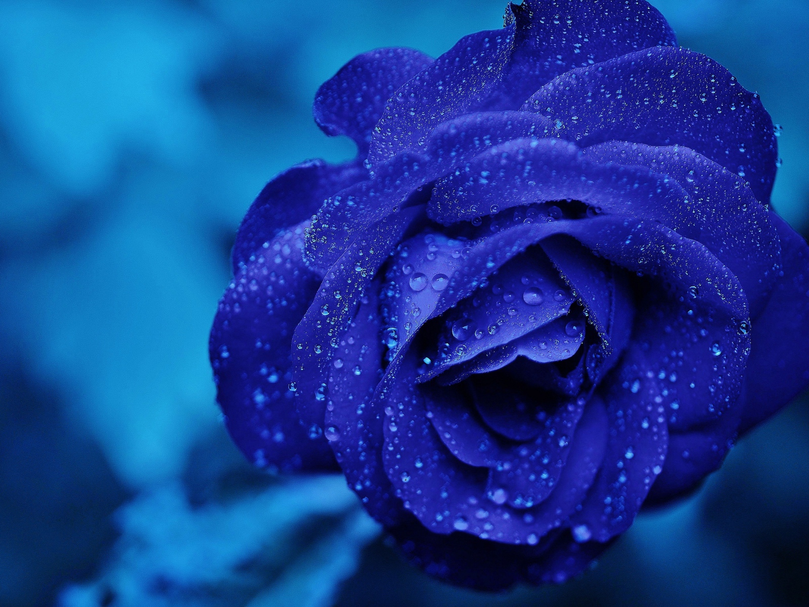 Синяя роза в каплях росы крупным планом