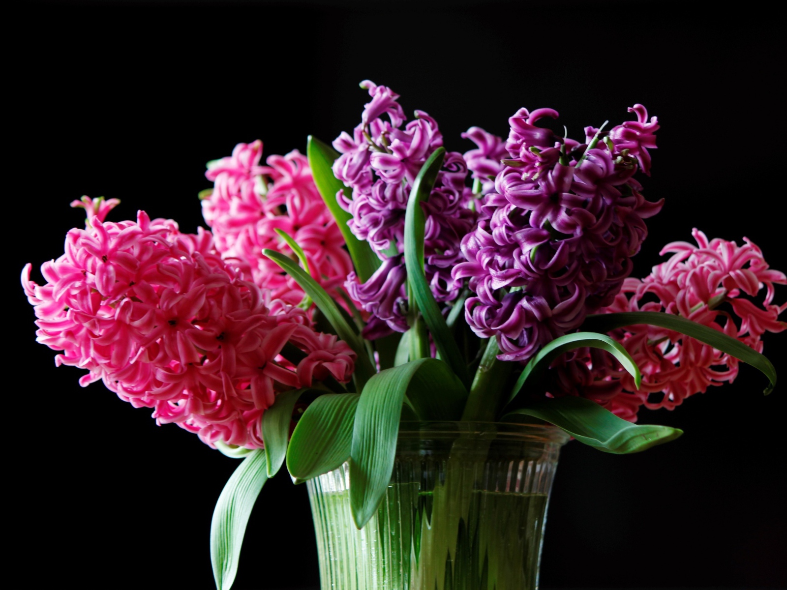 Букет гиацинтов в вазе на черном фоне
