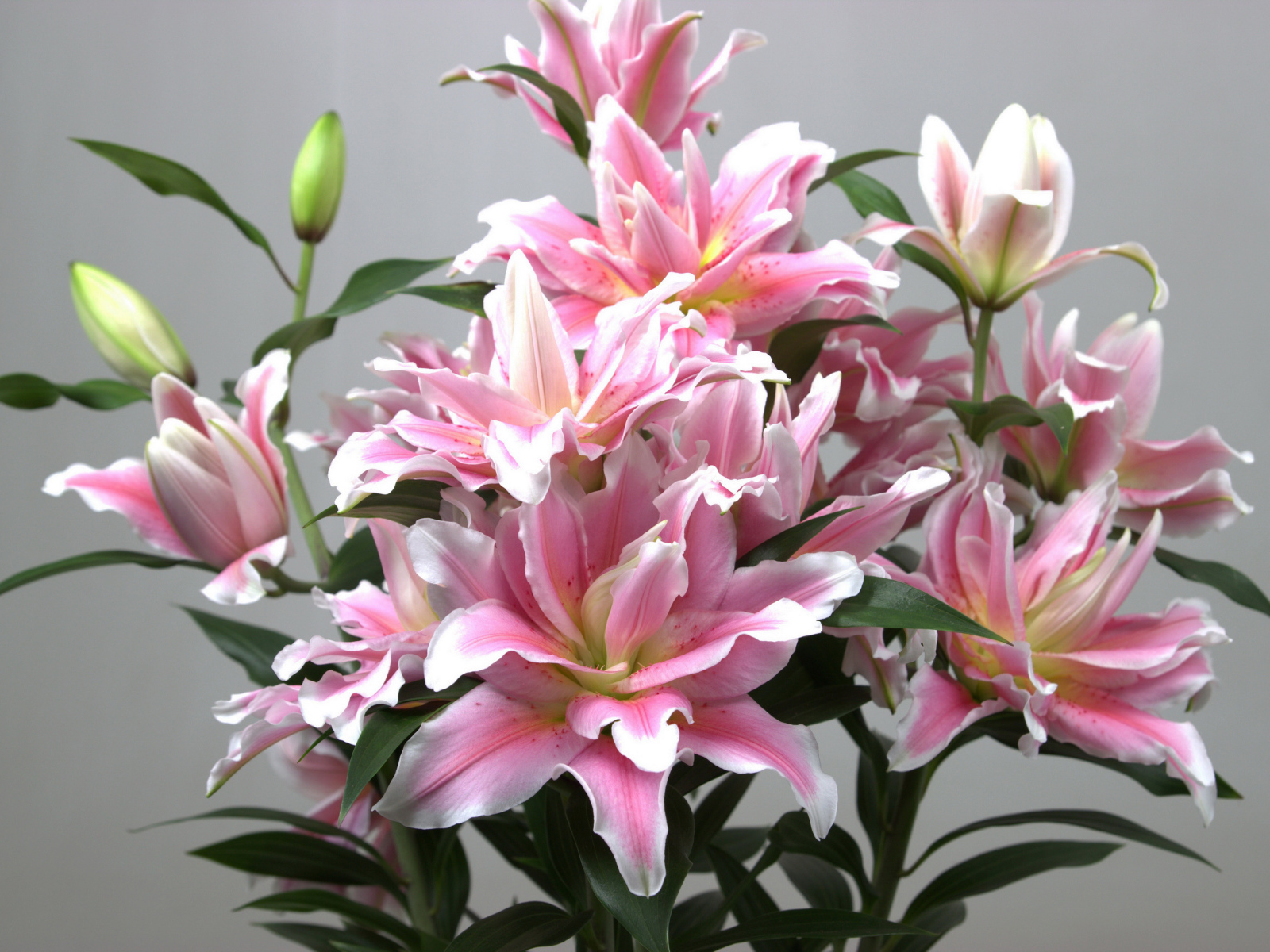 Букет розовых лилий на сером фоне