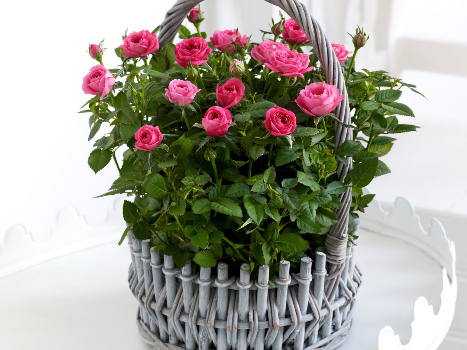 Букет розовых роз в серой корзине на белом фоне