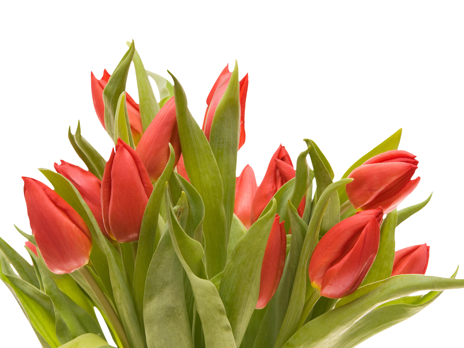 Букет красных тюльпанов на белом фоне