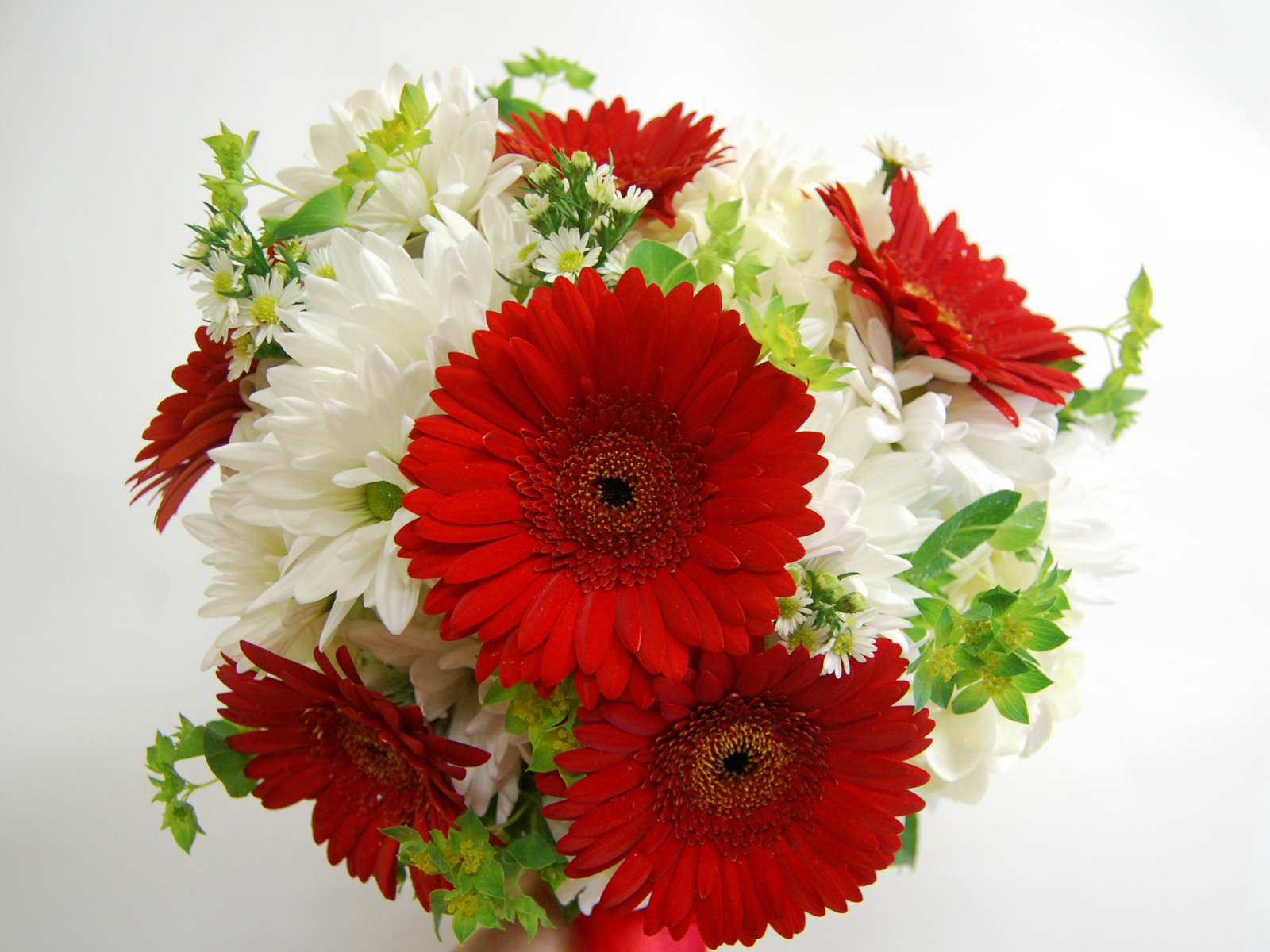 Букет белых хризантем с красными герберами