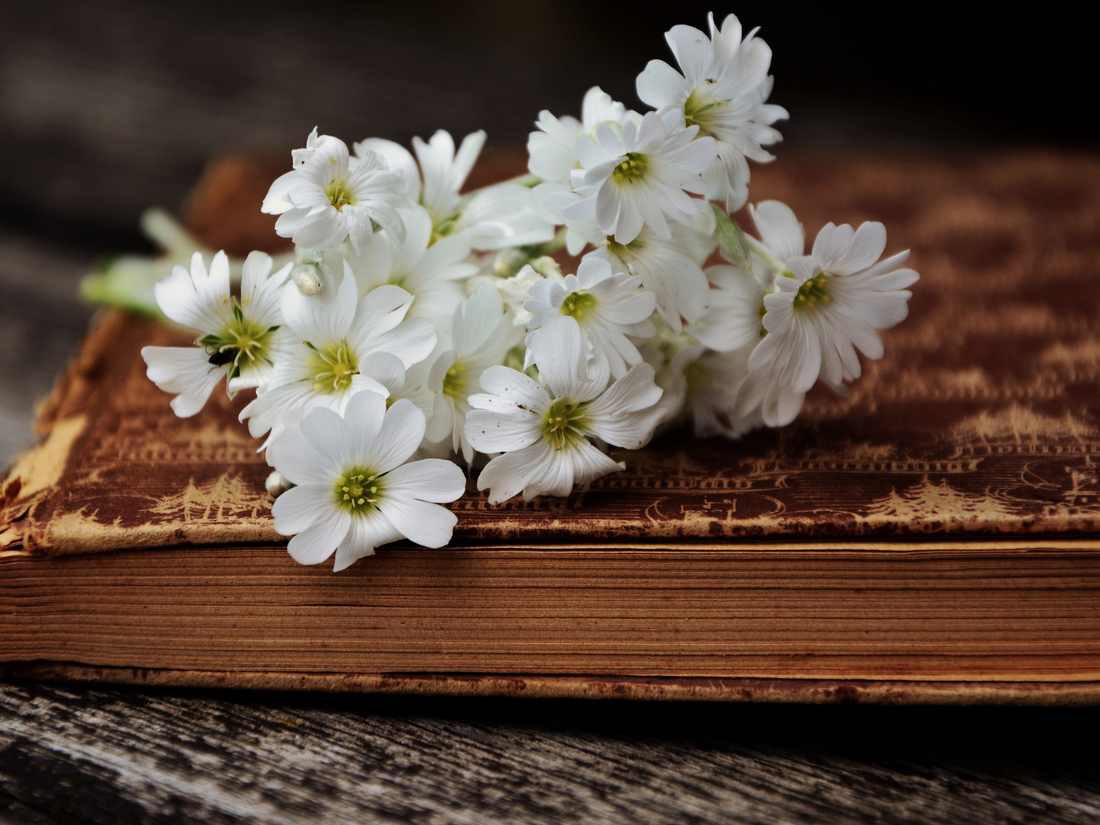 Букет белых нежных цветов на старой книге 