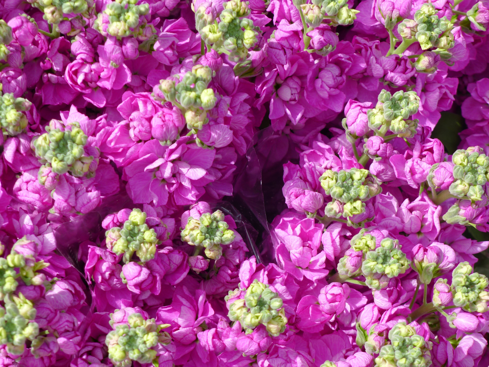 Букеты розовых цветов левкой  крупным планом