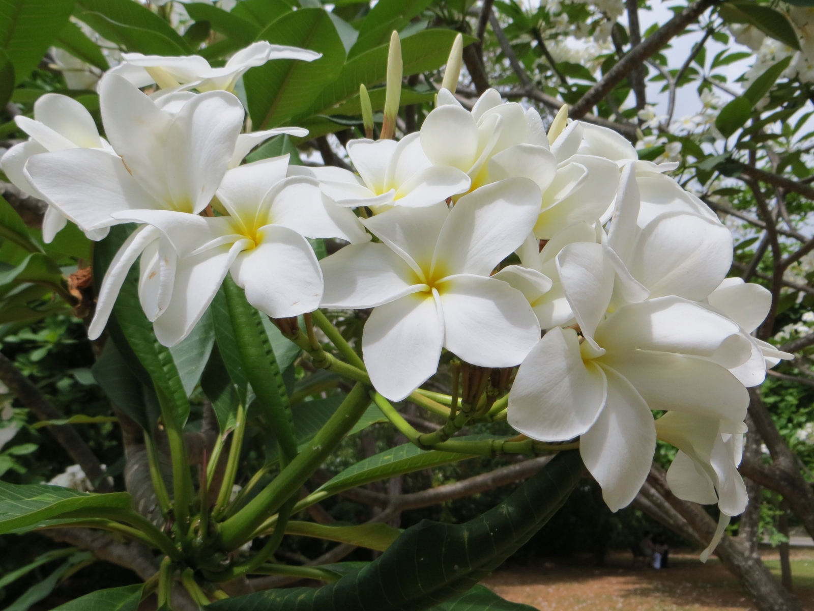 Ветка с белыми цветами плюмерия 