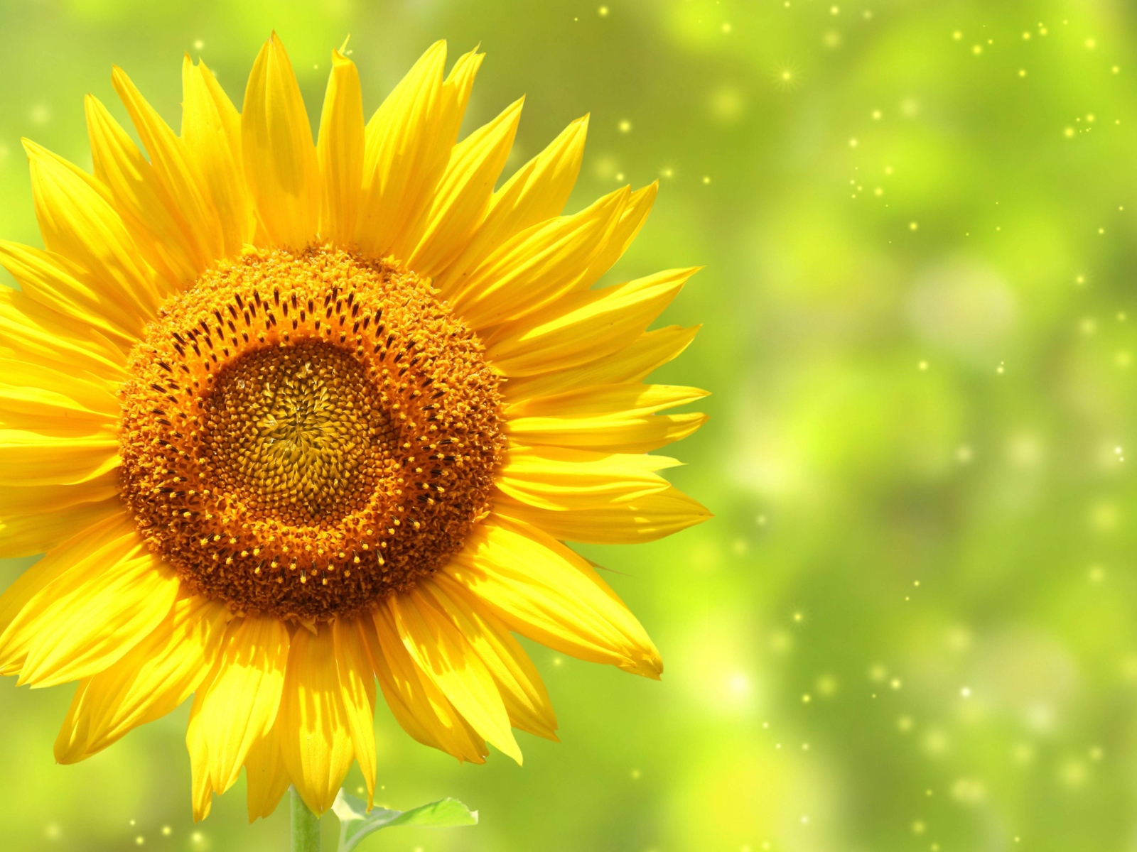 Яркий желтый цветок подсолнуха