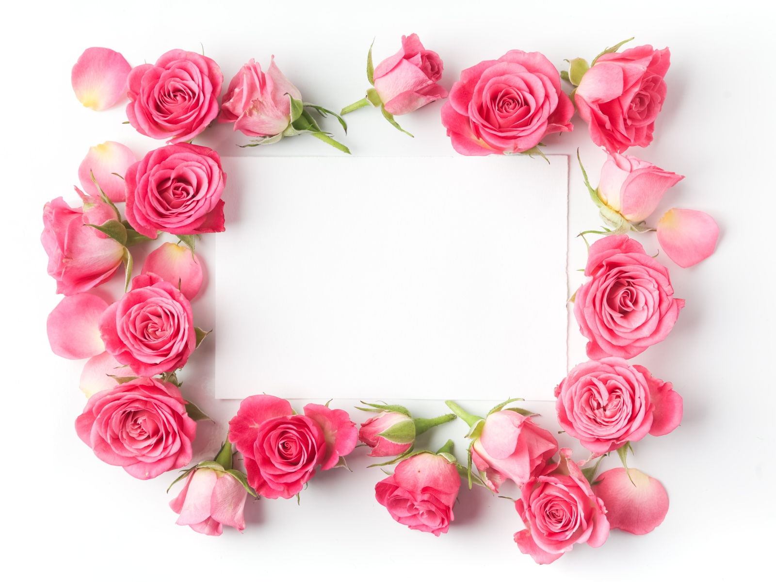 Бутоны розовых роз вокруг белого листа, шаблон для открытки