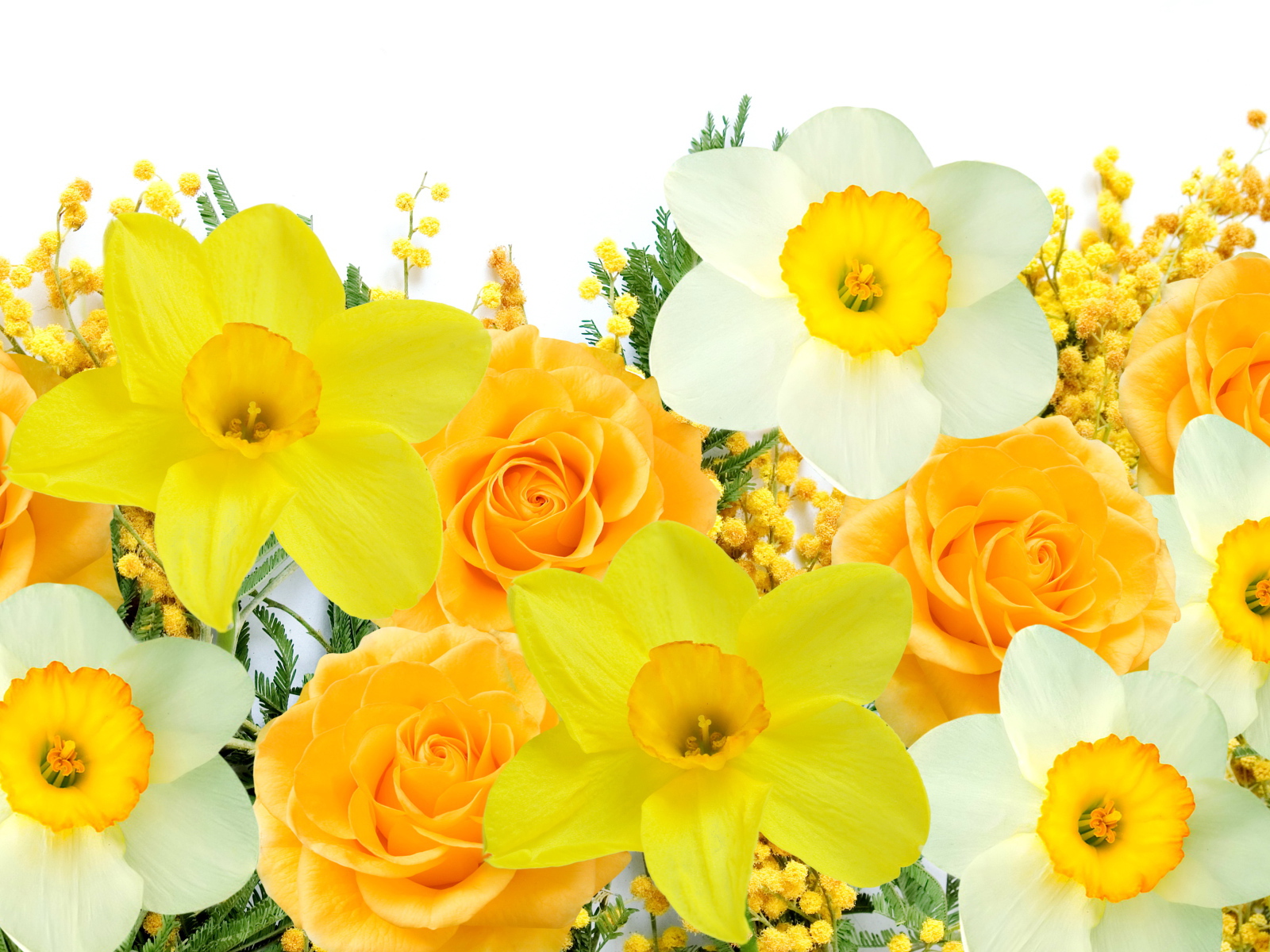 Нарциссы, розы и мимоза на белом фоне 