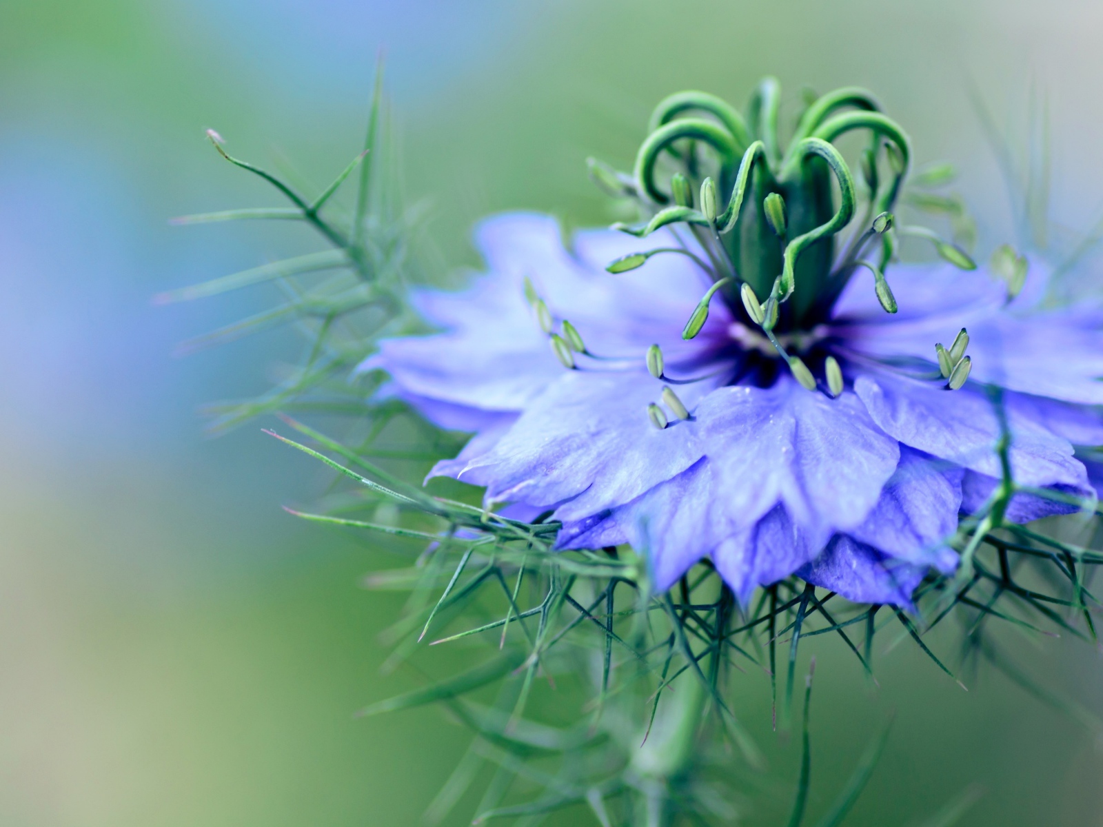 Нежный голубой цветок черного тмина