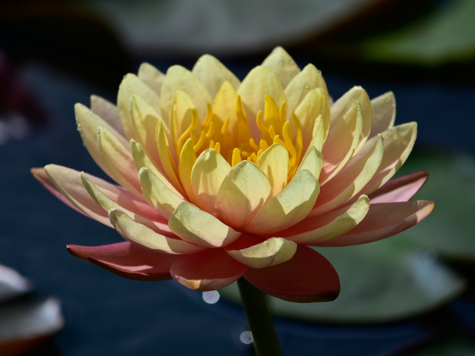 Нежный розовый цветок лотоса в лучах солнца