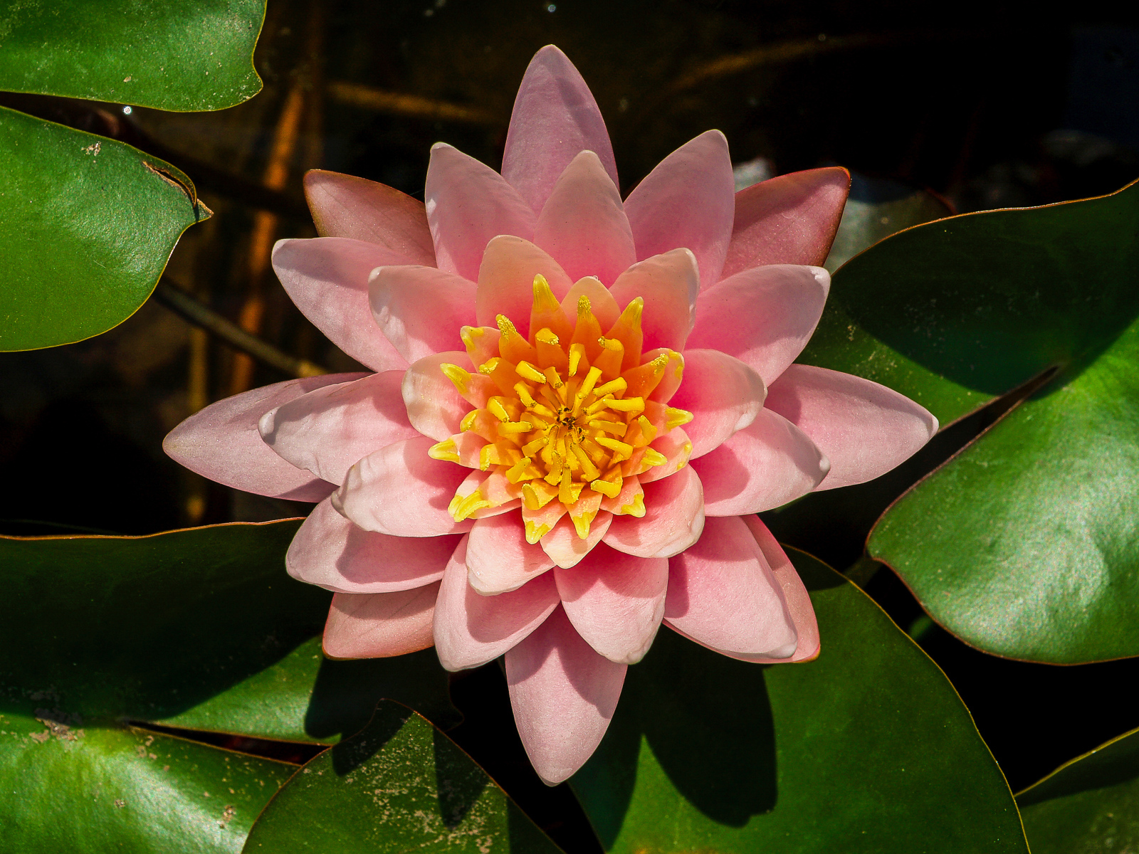 Нежный розовый цветок лотоса с зелеными листьями