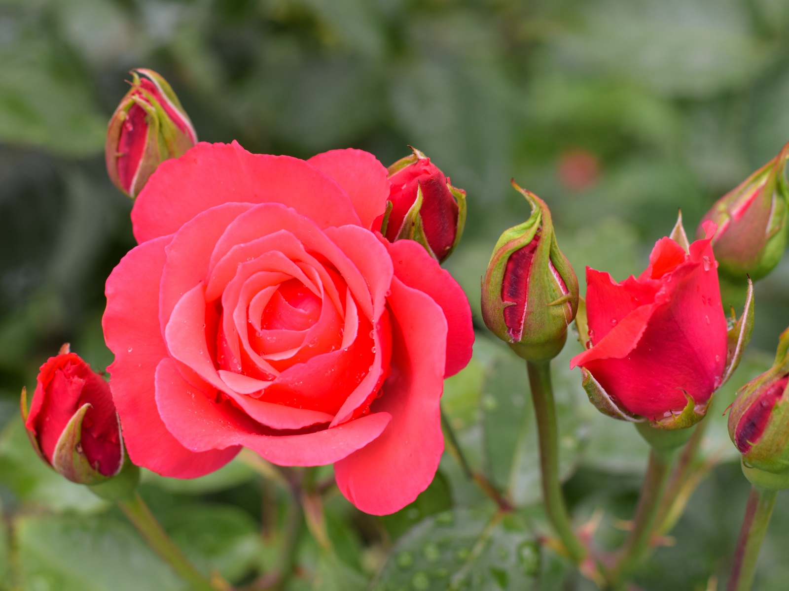 Нежная роза с бутонами крупным планом