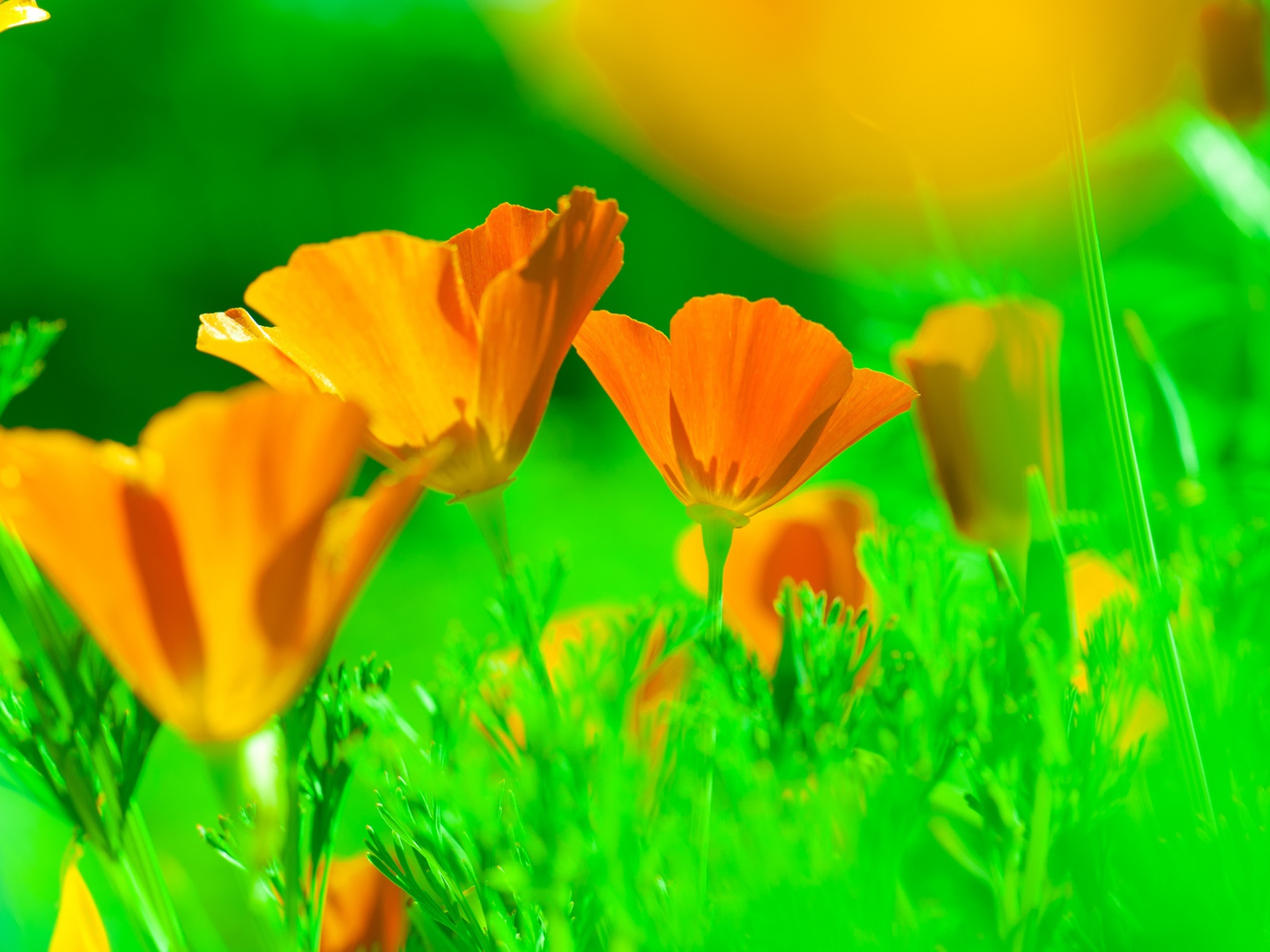 Нежные желтые цветы эшшольция